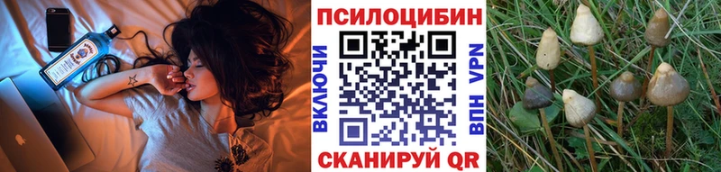 блэк спрут маркетплейс Кириши Псилоцибиновые грибы GOLDEN TEACHER