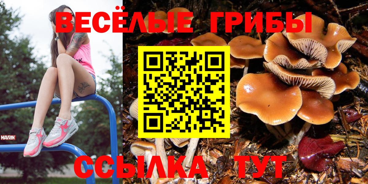Галлюциногенные грибы Psilocybe Кириши